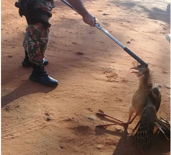 PMA captura seriema ferida e lagarto de 1,2m em áreas residenciais