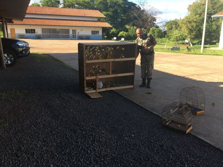 Homem de 54 anos é autuado em R$ 125 mil por capturar 250 canários