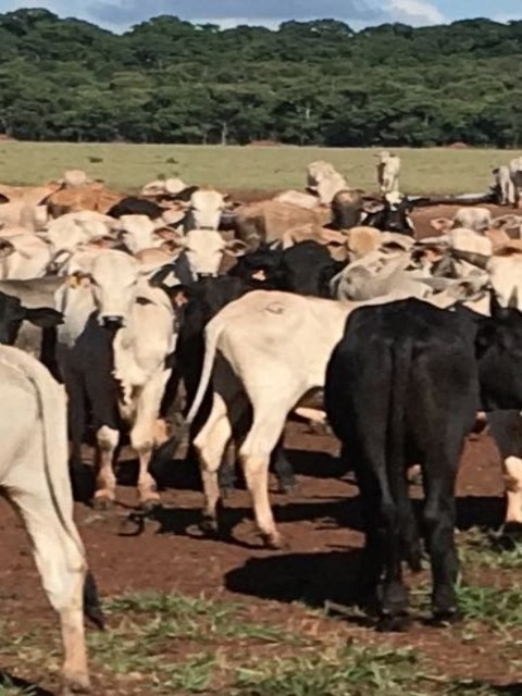Polícia investiga furto de mais de 600 cabeças de gado em MS