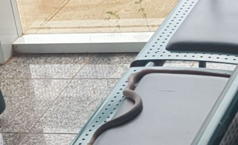 Cobra é vista tentando 'embarcar' no Aeroporto de Três Lagoas