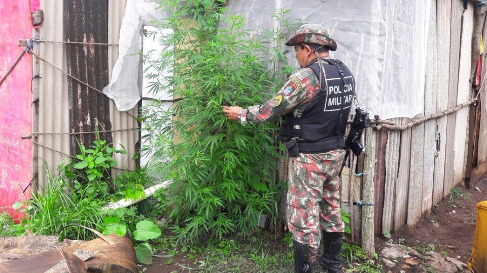 PMA flagra plantio de maconha em chácara invadida com denúncia de desmatamento