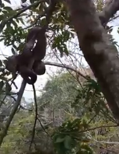 Vídeo postado no Facebook mostra suposta ‘Sucuri’ em cachoeira na região de Presidente Castelo em Deodápolis