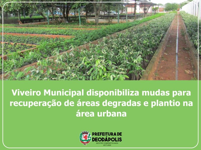 Viveiro Municipal disponibiliza mudas para recuperação de áreas degradas e plantio na área urbana