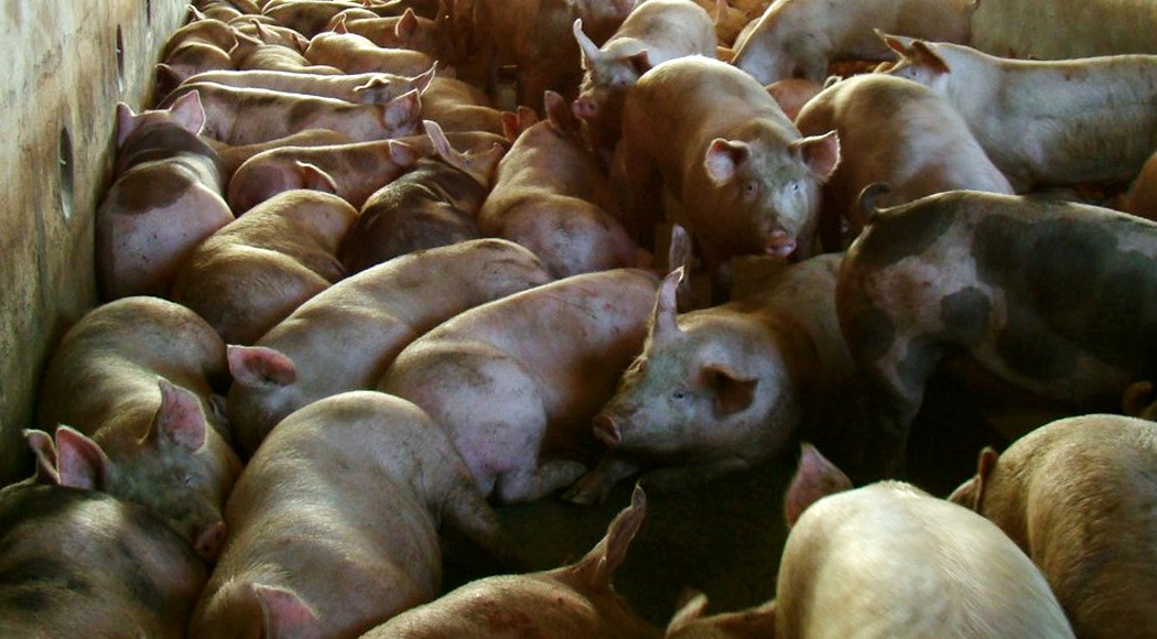 Suinocultor teve 50 porcos furtados em sitio da 3ª linha em Glória de Dourados