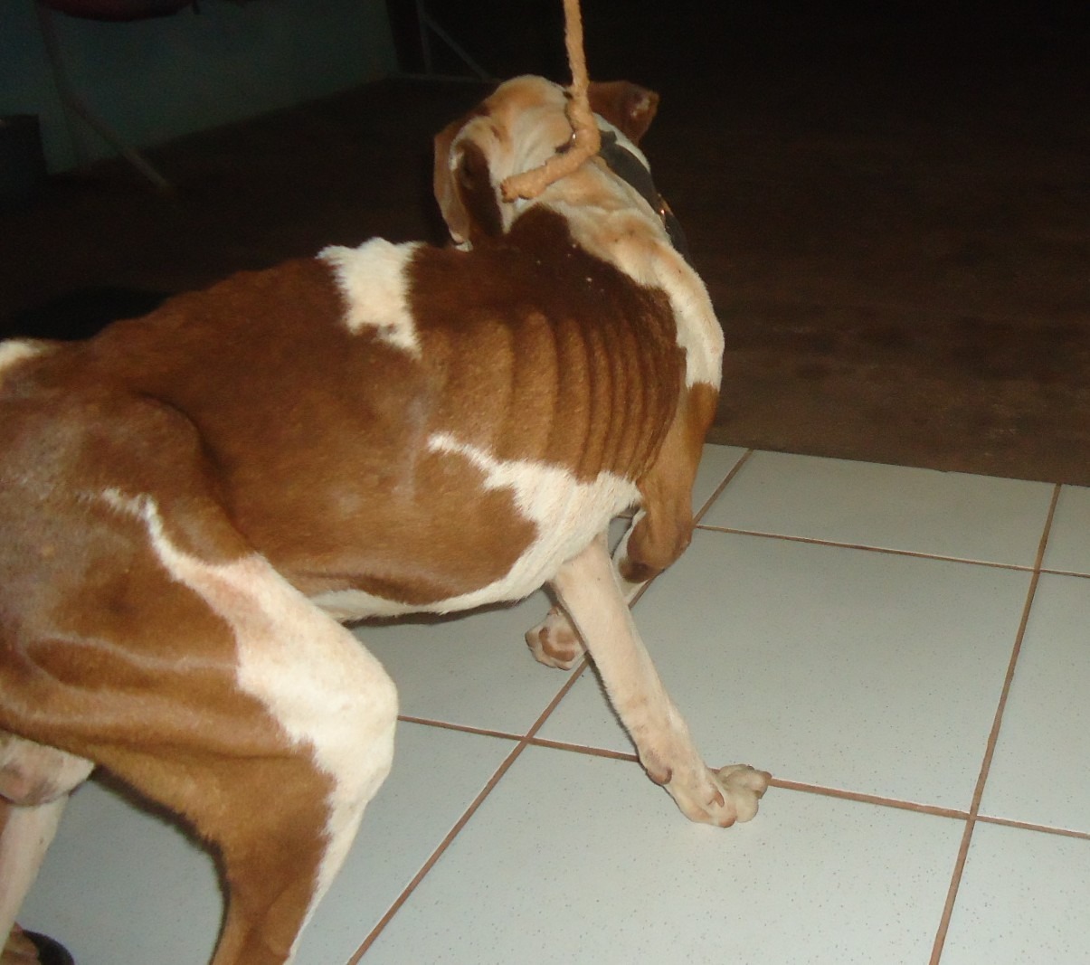 Dono é multado em R$ 1 mil por deixar Pit Bull amarrado, sem água e comida