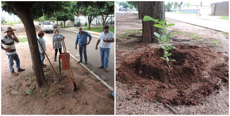 Departamento de meio ambiente inicia plantio de mudas nos canteiros das principais avenidas de Deodápolis 