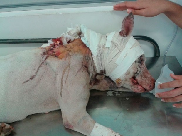 'Dono' esfaqueia e mata cadela Pitbull na frente dos filhos e de vizinhos