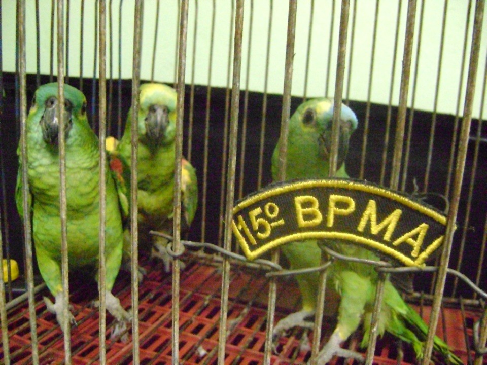 PMA autua 21 pessoas por manter animais silvestres em cativeiro e aplica R$ 264 mil em multas aos infratores