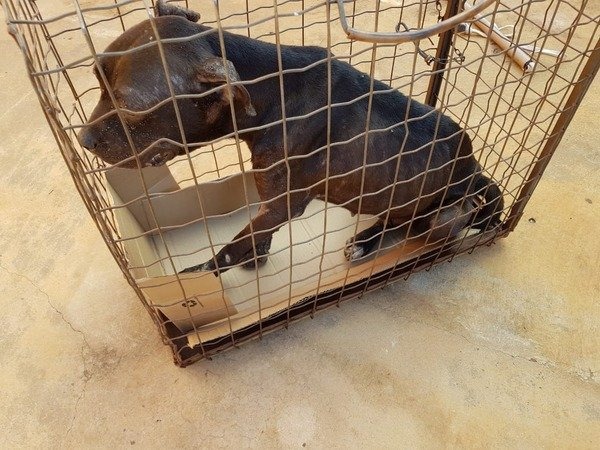 PMA resgata cão debilitado em gaiola e autua proprietária
