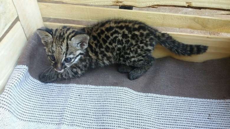 PMA recolhe filhote de Jaguatirica em residência