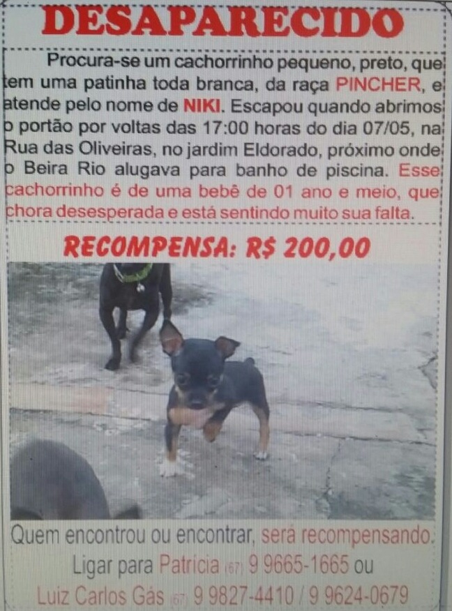 Família busca nas redes sociais apoio para encontrar cachorrinho de estimação de desapareceu em Deodápolis 
