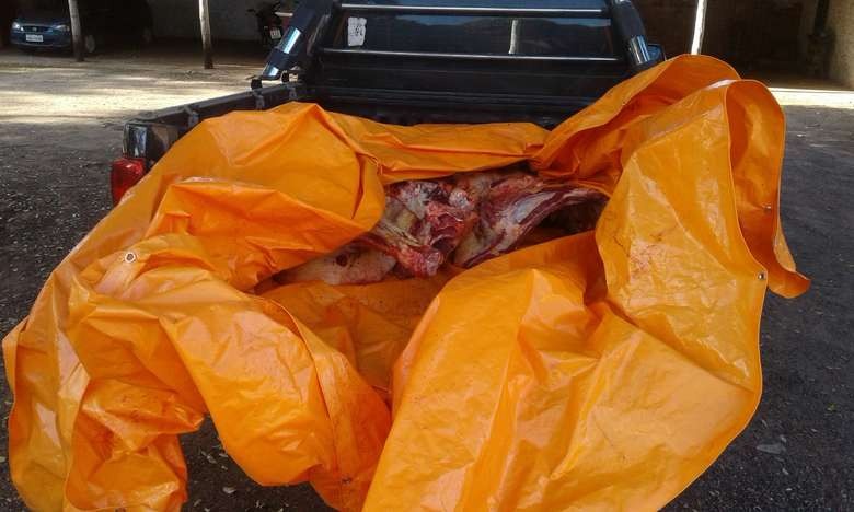 PMA prende dois homens por furto de gado em fazenda