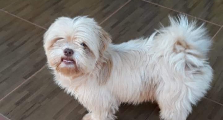 ‘Bobby’ está sumido e família busca informações sobre cachorrinho oferecendo recompensa em Deodápolis para quem o encontrou