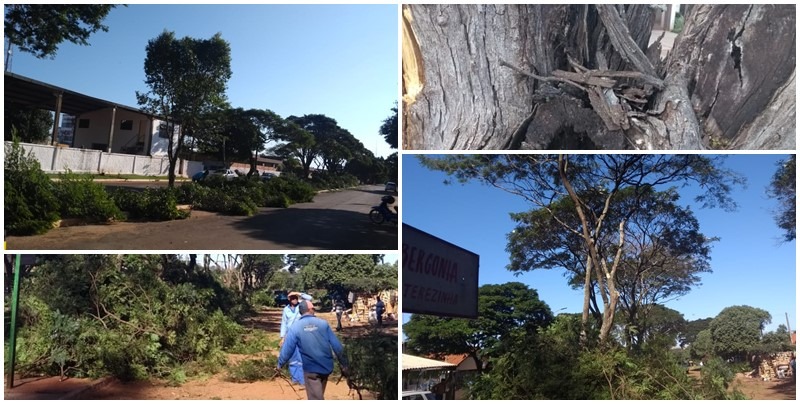 Departamento de Meio Ambiente realizou podas de arvores em diversos pontos de Deodápolis 