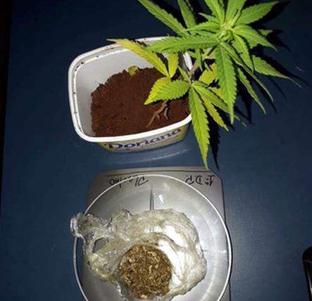 PM prende homem por violência e cultivo de maconha
