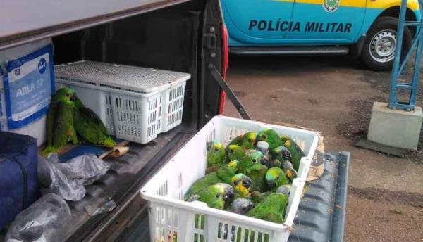 Casal é preso em flagrante com 24 filhotes de papagaio na MS-276