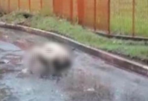 Pitbull invade casa, ataca outro cachorro e sai com animal pendurado na boca
