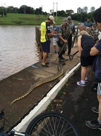 Sucuri de três metros é encontrada em parque bastante movimentado da Capital
