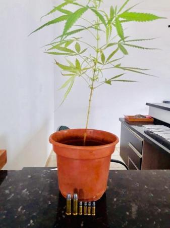 Jovem de 18 anos é preso por cultivar maconha e por posse de munições