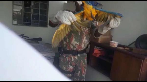 PMA captura duas araras em residências em intervalo de meia hora