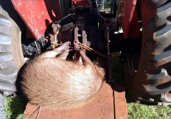 PMA autua dois em fazenda com capivara que tinham acabado de abater a tiros em trator