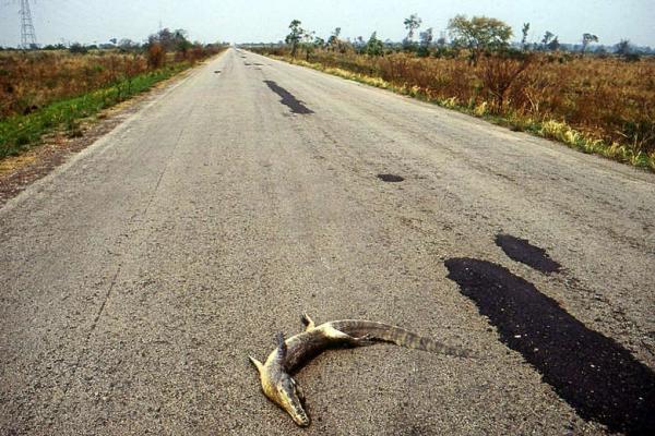Com 3 mil mortes por ano, BR-262 em MS é a mais letal do país para fauna silvestre