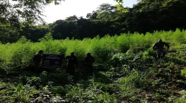 Policiais do Grupamento Aéreo localizam plantação de maconha