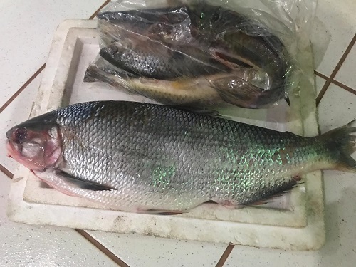Mulher é presa e multada após capturar peixe protegido por lei em MS