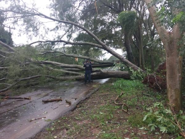 Arvore caiu entre Deodápolis e Lagoa Bonita e pista ficou interditada na MS 276