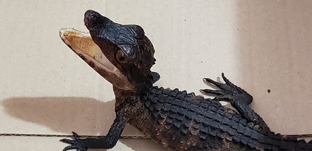 Filhote de jacaré é encontrado em camelódromo