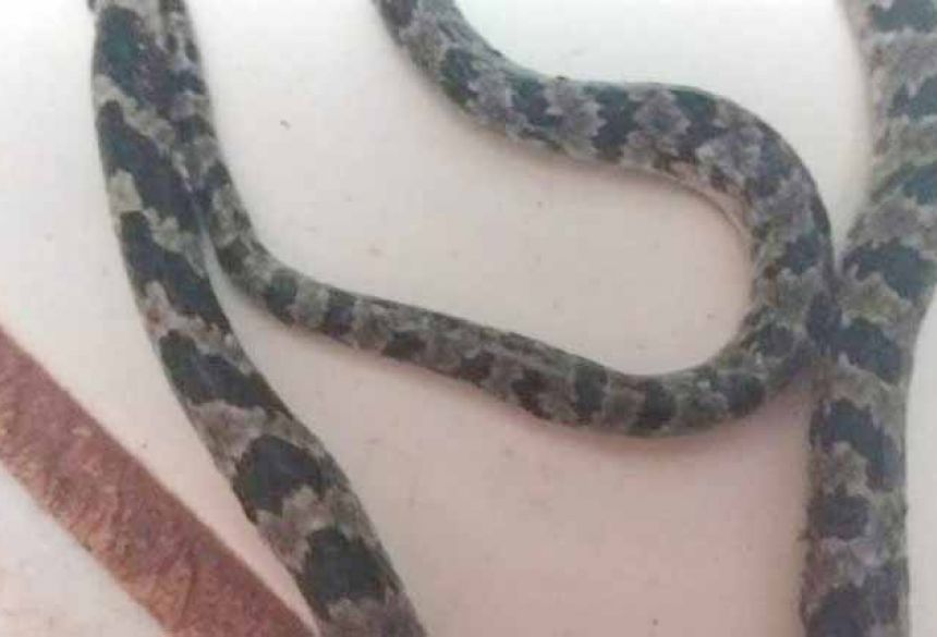Mulher encontra Jararaca no sofá de casa durante faxina em Rio Brilhante