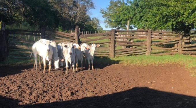 Dois são presos pelo furto de 6 bois em Dourados