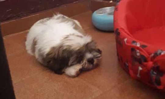 Deodápolis: Família busca informações de cachorrinho que sumiu próximo ao Parque de Exposições