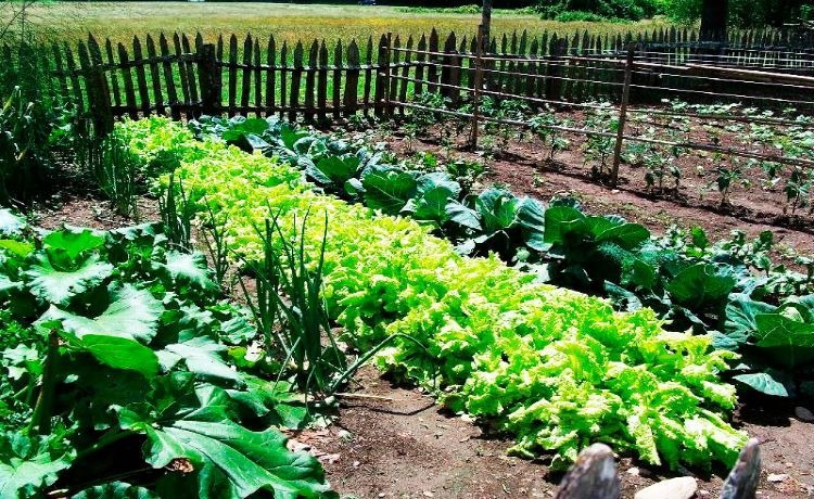 Vereador propõe criação de hortas orgânicas em terrenos baldios