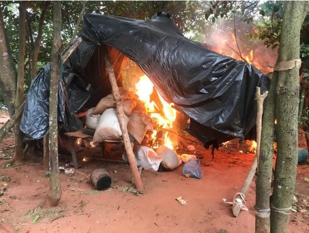 Polícia incinera acampamentos e mais de 12 hectares de maconha