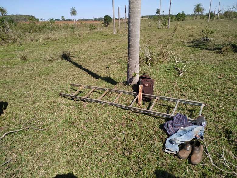 Dupla é flagrada em escada tentando pegar filhotes de papagaio em árvore