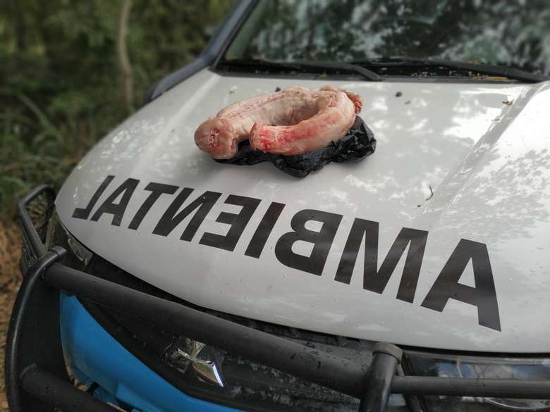 Paranaense é preso e multado por transportar jacaré abatido