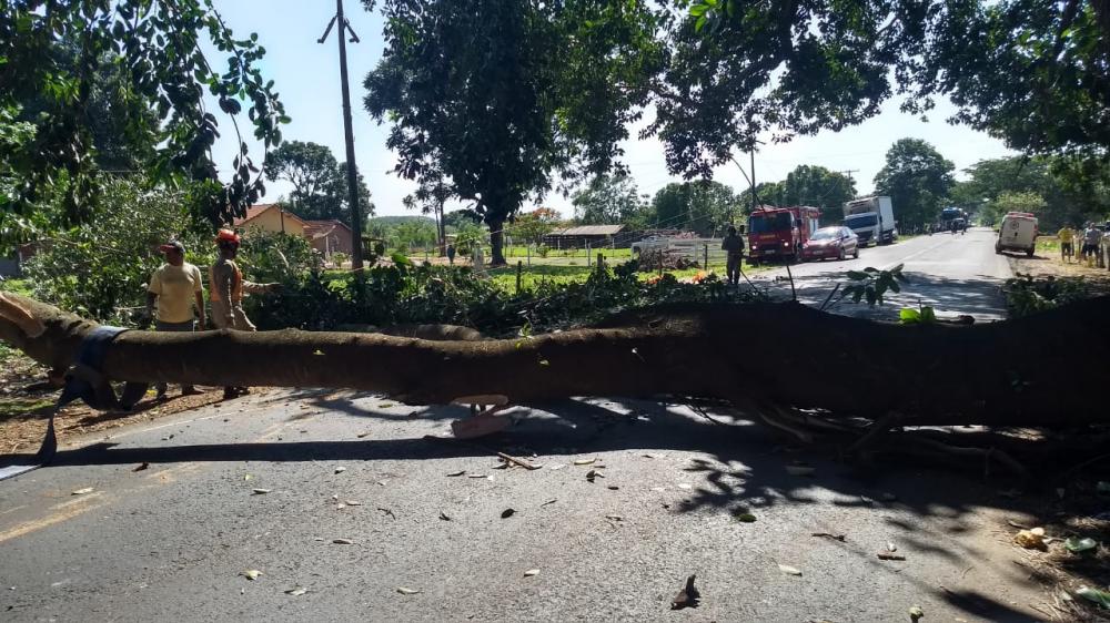 Bombeiros foram acionados após parte de uma figueira cair na MS 276 entre Deodápolis e Lagoa Bonita 