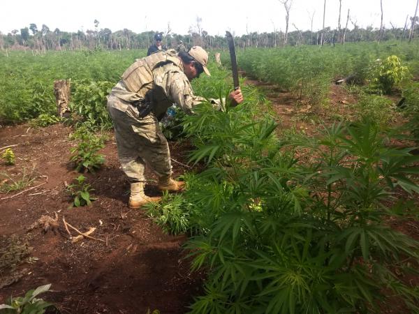Na fronteira, polícia destrói 26 hectares de maconha avaliados em R$ 11,4 milhões