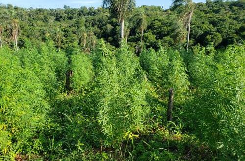 Durante busca por fugitivos, polícia destrói plantação de maconha na fronteira