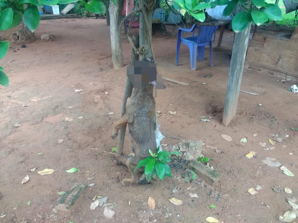 Idoso de 76 anos é levado para a delegacia depois de pendurar cadela e matar a machadadas