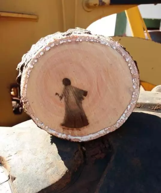 Tronco logo após ser cortado (Foto: Odimar Souza) 