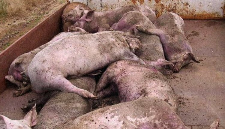 Idoso é encontrado morto dentro de chiqueiro e tem corpo devorado por porcos em MS