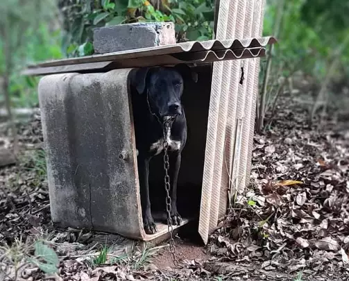 Homem é preso por deixar 