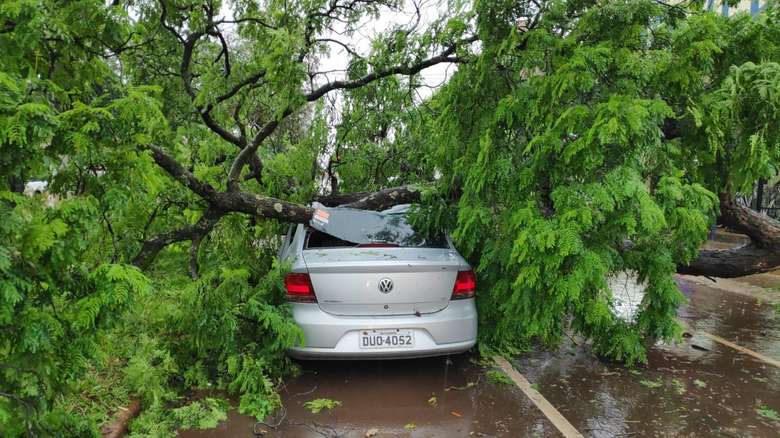 Motorista escapou ileso de árvore que caiu sobre carro em movimento - Crédito: Osvaldo Duarte/Dourados News 