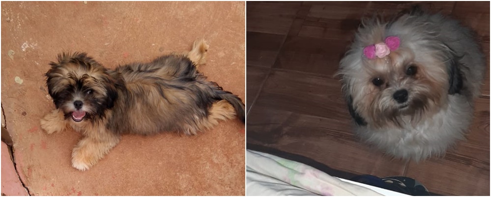 Familia busca por cachorrinhos desaparecidos em Deodápolis no Jardim Europa