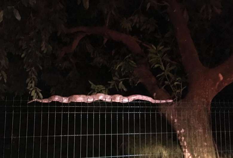 Jiboia foi encontrada na cerca da universidade - Crédito: Divulgação/PMA 