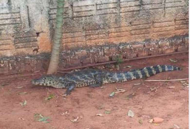 O animal foi capturado pela PMA - Crédito: Divulgação 