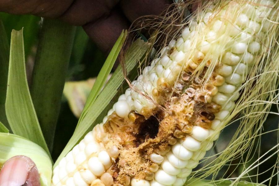 Mudança climática influencia na perda da produção agrícola para pragas, conclui estudo apoiado pela FAO