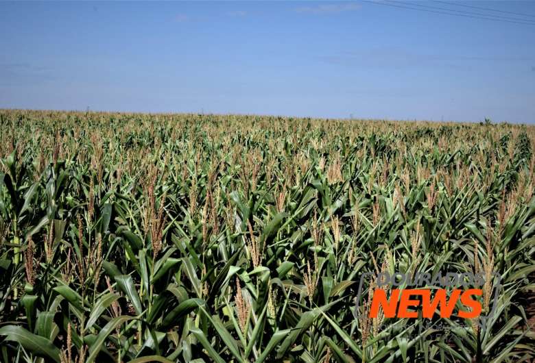 Setor produtivo sul-mato-grossense agora estima colher, em média, 68,7 sacas por hectare e produzir 8,251 milhões de toneladas de milho - Crédito: Hedio Fazan/ Dourados News 